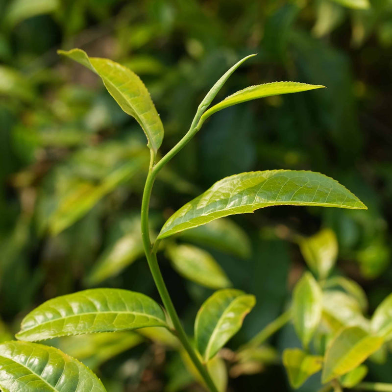 Rose Ginger Cinnamon Black Tea hover image