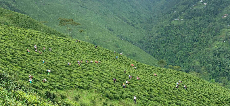 Darjeeling First Flush Harvest 2023