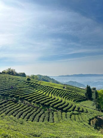 Garden Direct 2024 Spring Harvest