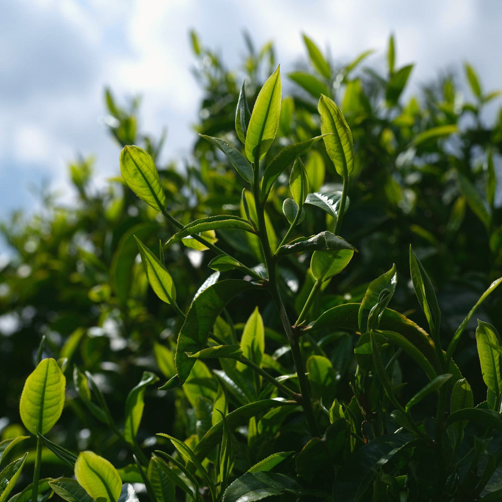 Gongnong Shaiqing Premium 2024 Vintage