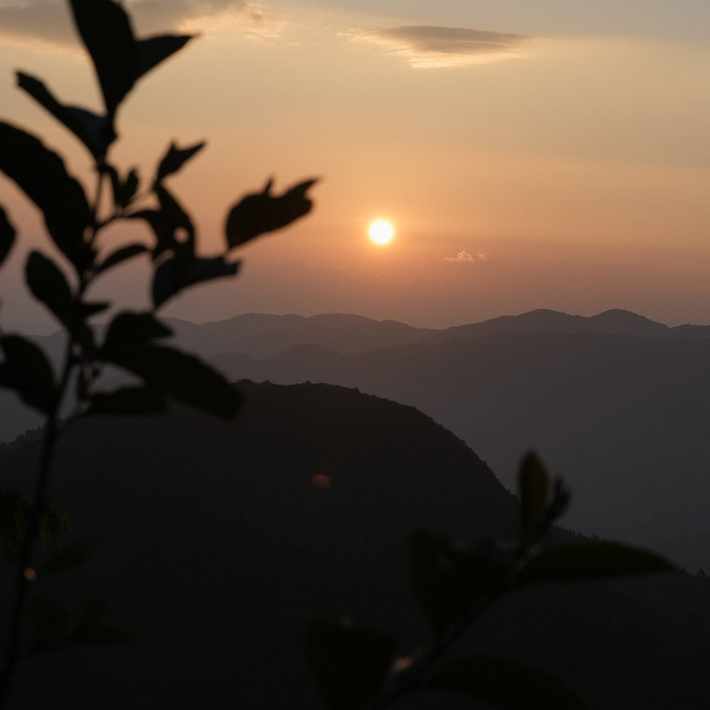 Gongnong Shaiqing Premium 2024 Vintage