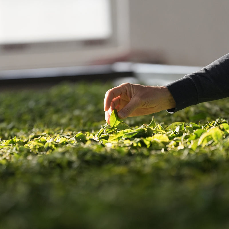 Gongnong Shaiqing Premium 2024 Vintage hover image