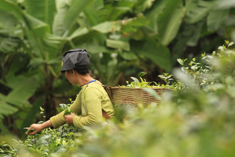 What is Tea? – Origins and Categorization of Camellia Sinensis