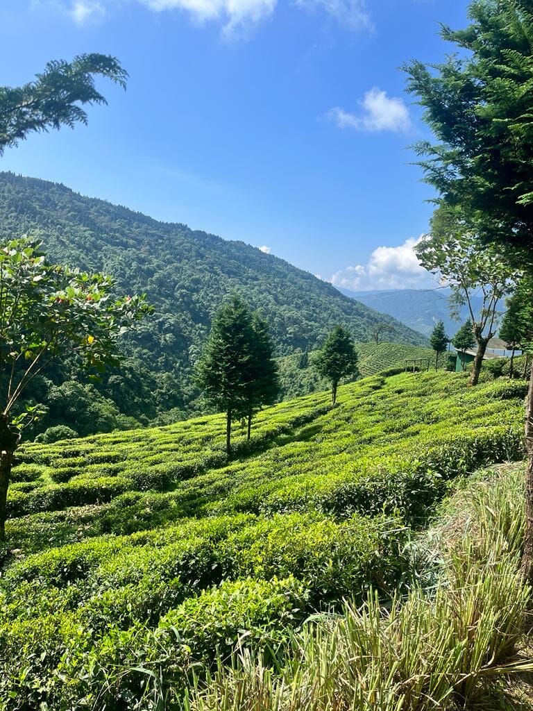 Pussimbing Garden, Tiger Hill Peak