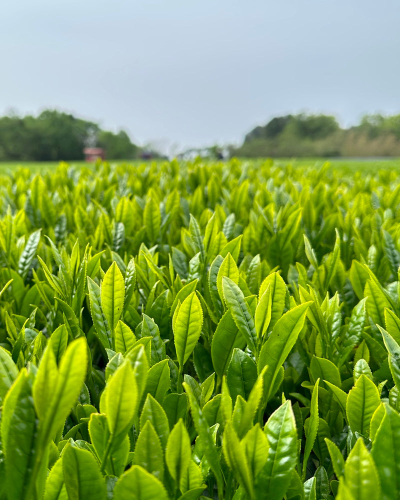 Nishi San's Matcha Saemidori hover image