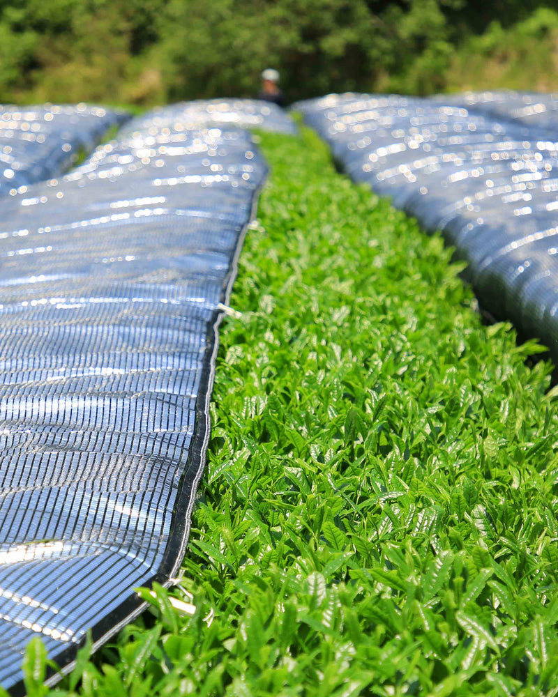 Nishi San's Matcha Asanoka hover image