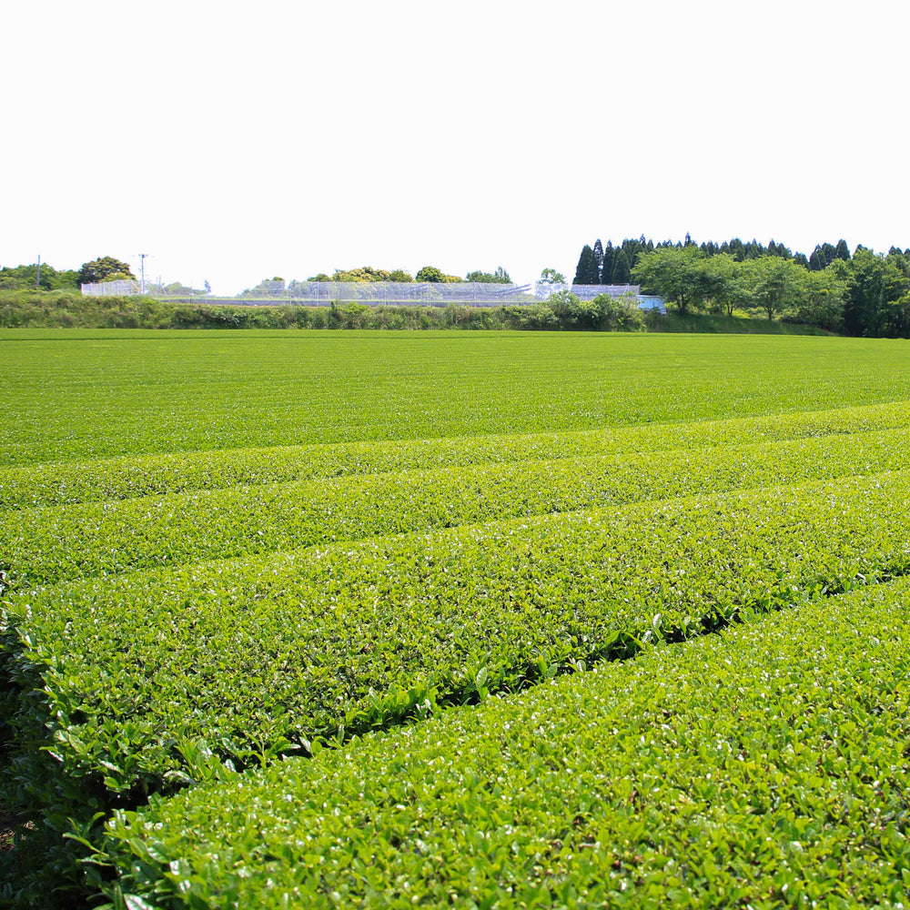 Nishi San's Matcha Saemidori